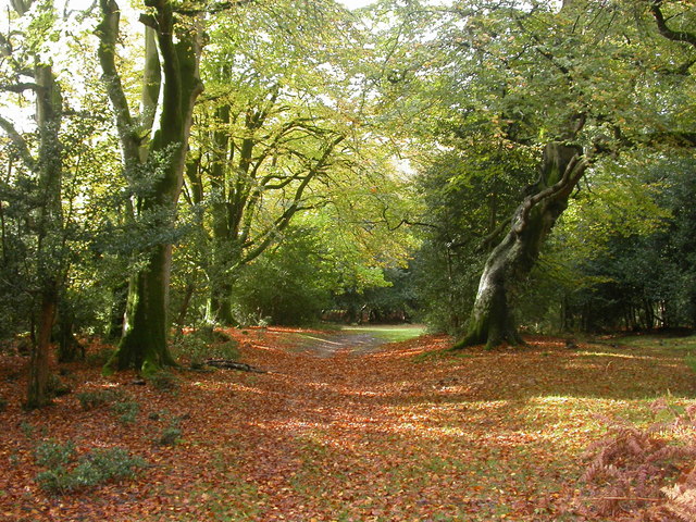 New Forest